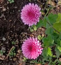 183486_1.jpg  : 61 KB