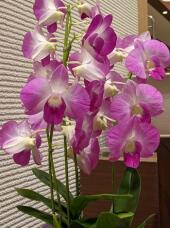 183513_1.jpg  : 54 KB