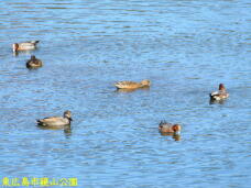 183521_3.jpg  : 71 KB