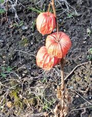 183547_1.jpg  : 97 KB