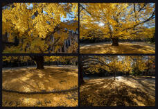 183557_1.jpg  : 466 KB