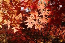 183597_1.jpg  : 154 KB