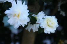 183630_2.jpg  : 79 KB