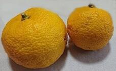 183761_1.jpg  : 15 KB