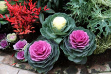 183858_1.jpg  : 110 KB