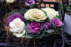 183858_3.jpg  : 90 KB