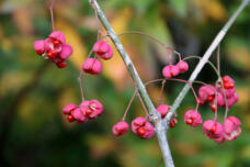 183884_1.jpg  : 52 KB