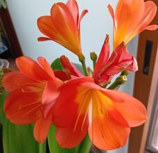 183885_1.jpg  : 35 KB