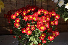 183912_1.jpg  : 114 KB