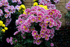 183912_2.jpg  : 143 KB