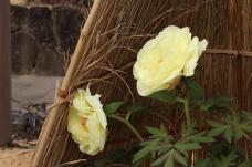 183994_2.jpg  : 101 KB