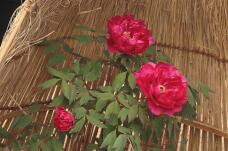 183994_3.jpg  : 122 KB