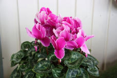 184002_1.jpg  : 61 KB