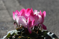 184002_2.jpg  : 52 KB