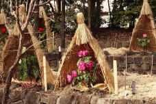 184020_1.jpg  : 253 KB