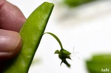 184090_2.jpg  : 32 KB