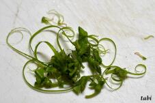 184090_4.jpg  : 61 KB