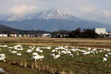 184096_1.jpg  : 99 KB