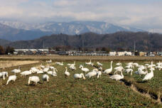 184096_2.jpg  : 102 KB