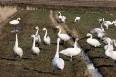 184096_3.jpg  : 108 KB