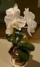 184100_1.jpg  : 31 KB