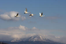 184116_1.jpg  : 24 KB