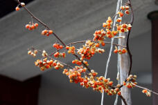 184222_3.jpg  : 62 KB