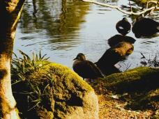 184226_2.jpg  : 115 KB