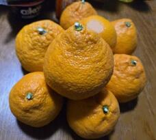 184227_1.jpg  : 26 KB