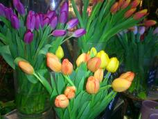 184230_1.jpg  : 123 KB