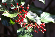 184242_1.jpg  : 68 KB