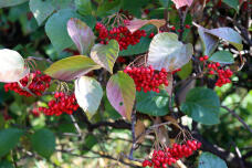 184242_2.jpg  : 98 KB