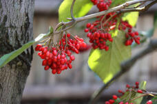 184242_3.jpg  : 68 KB