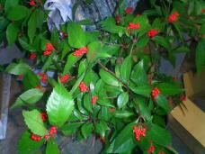 184259_2.jpg  : 124 KB