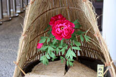 184303_1.jpg  : 96 KB