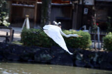 184338_2.jpg  : 43 KB