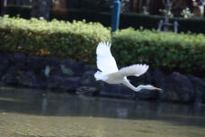 184338_3.jpg  : 43 KB