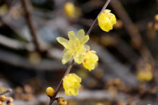 184352_2.jpg  : 41 KB