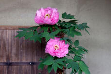 184380_1.jpg  : 60 KB