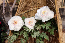 184380_2.jpg  : 101 KB