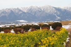 184381_1.jpg  : 288 KB