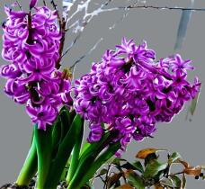 184422_1.jpg  : 111 KB