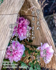 184423_1.jpg  : 289 KB