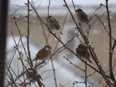 184426_1.jpg  : 95 KB