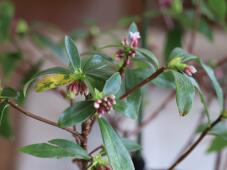 184426_2.jpg  : 96 KB