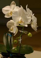 184460_1.jpg  : 35 KB