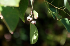 184524_2.jpg  : 40 KB