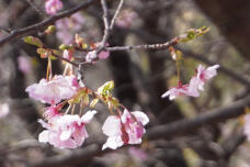 184525_1.jpg  : 149 KB