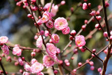 184565_1.jpg  : 81 KB