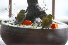 184604_2.jpg  : 86 KB